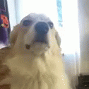 Say Say What GIF - Say Say What Dog GIFs