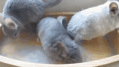 three chinchillas are playing in a wooden bowl with water