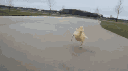 a duck is walking down a road with the words `` walk in '' above it .