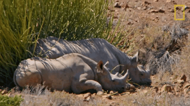 Resting In The Shade Protecting The Black Rhinos GIF - Resting In The Shade Protecting The Black Rhinos Mission Critical GIFs