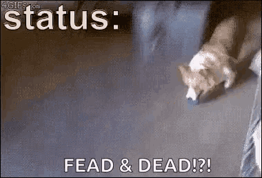 a dog is laying on the floor with the words status : fead & dead
