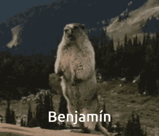 Yeah Benjamin GIF - Yeah Benjamin Shoutingsquirrel GIFs