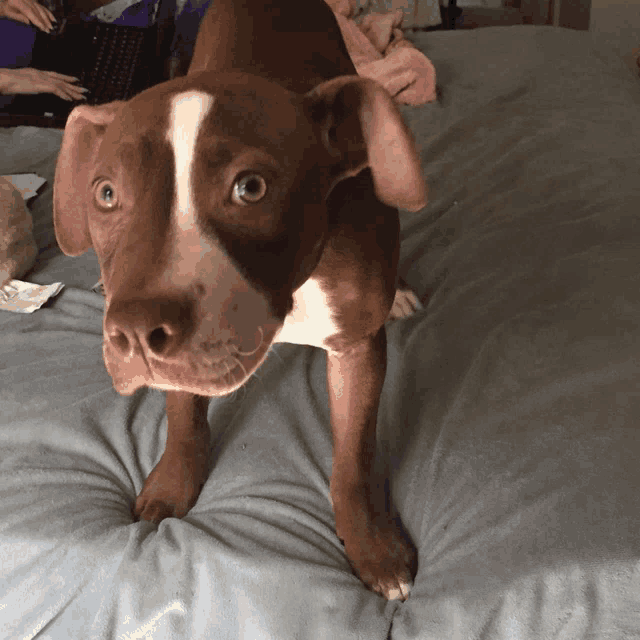 a brown and white dog is standing on a bed looking at the camera
