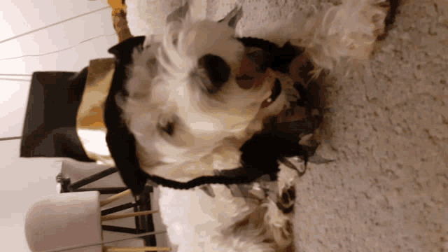 a small white dog wearing a graduation cap