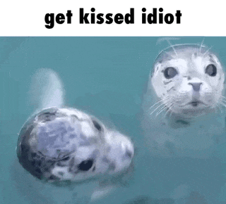 two seals are swimming in the water with the words `` get kissed idiot '' written above them .