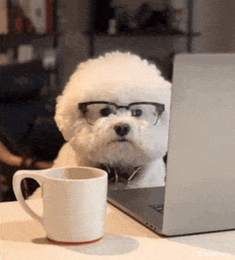 a small white dog wearing glasses is looking at a laptop computer .