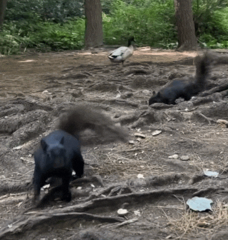 two squirrels are playing with a duck in a park