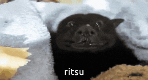 a black bat with the word ritsu on the bottom right