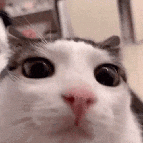 Cat Cat Stare GIF - Cat Cat Stare Stare GIFs