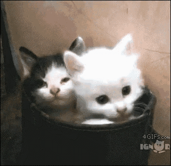 Cat'S Yawn GIF - Kitty Kitten GIFs