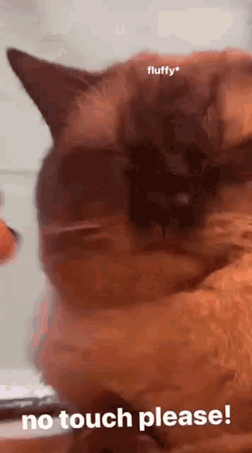 a close up of a cat with the words no touch please on it