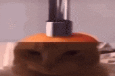 a close up of a cat with a bottle of perfume on its head .