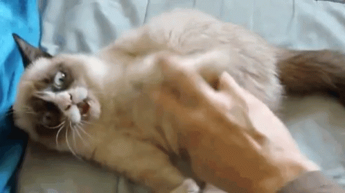 Grumpy Cat Tickle GIF