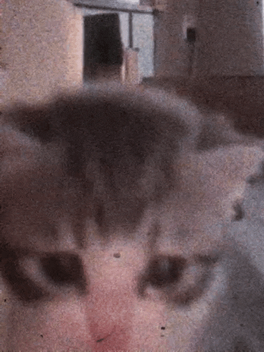 a close up of a cat 's face with a blurry background and a building in the background .