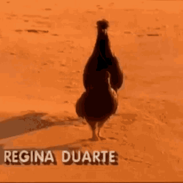 Regina Duarte História De Amor GIF - Regina Duarte História De Amor GIFs
