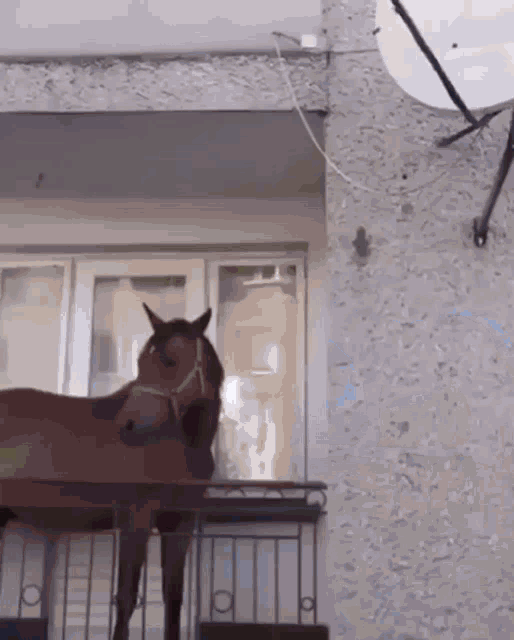 Horse The Lonely Stoner GIF - Horse The Lonely Stoner Silly GIFs