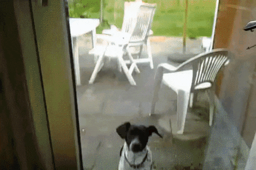 a black and white dog looking out a sliding glass door