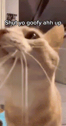 Cat Meme Flying Cat GIF - Cat Meme Flying Cat Fling GIFs