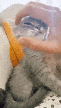 a close up of a person petting a gray cat