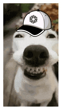a white dog wearing a baseball cap with a black circle on it
