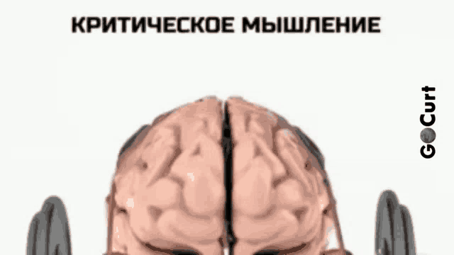 a picture of a brain holding a barbell with russian writing