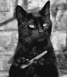 Cat Nail File GIF - Cat Nail File Salem GIFs