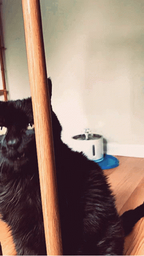 Get In My Belly Hungry GIF - Get In My Belly Hungry Cat GIFs