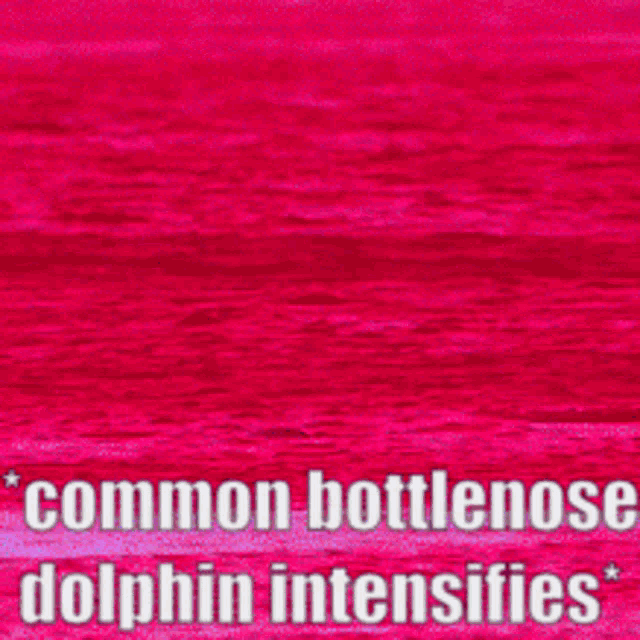 a picture of a dolphin with the words " common bottlenose dolphin intensifies " below it