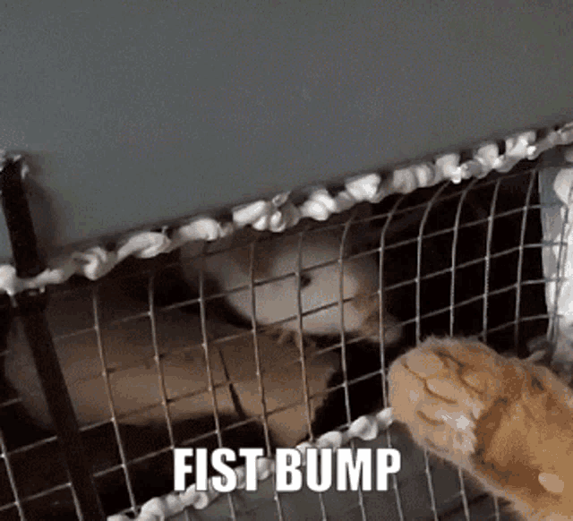 a cat in a cage with the words fist bump on the bottom