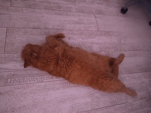 a cat is laying on its back on a white tiled floor