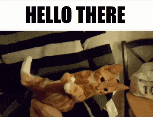 a picture of a cat laying on its back with the words hello there above it