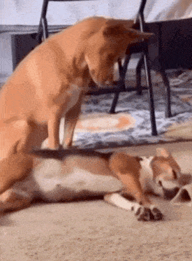 two dogs are laying on the floor and one of them is sitting on top of the other .