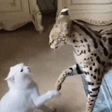 a white cat is playing with a leopard on the floor