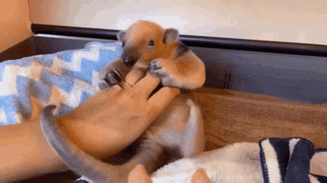 Tamandua Anteater GIF