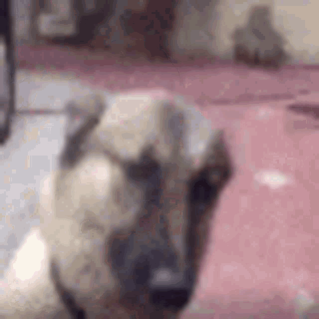 Foekoe Dog GIF - Foekoe Dog Pets GIFs