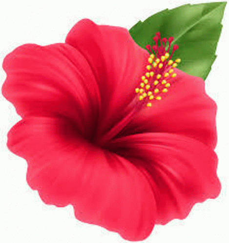 Flower Images GIF - Flower Images GIFs