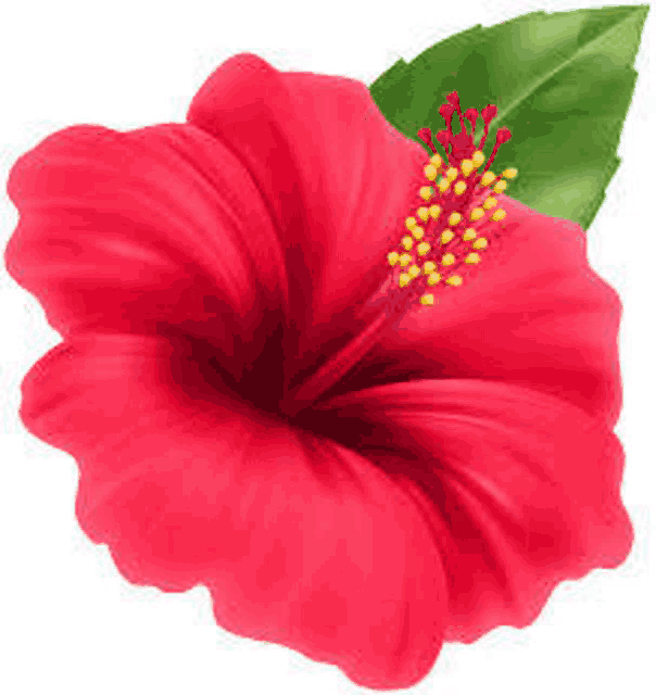 a large red hibiscus flower with a green leaf on a white background .