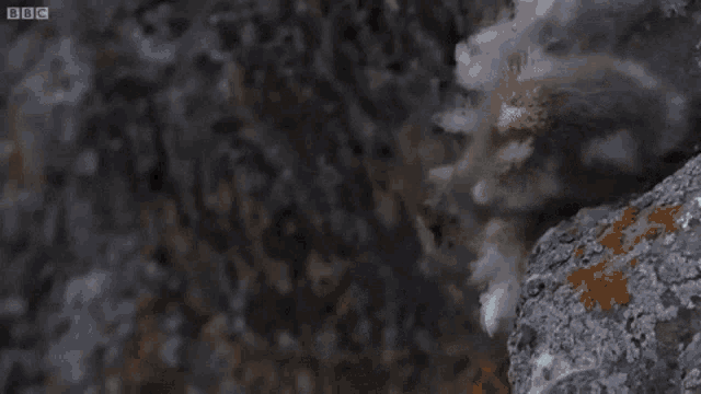 Baby Chick Jumps Off Cliff GIF - Baby Chick Jumps Off Cliff GIFs