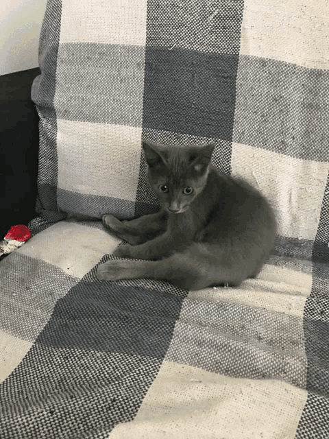 a small gray kitten laying on a plaid blanket on a couch