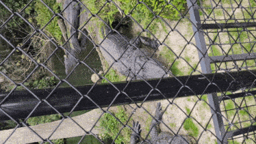 two alligators are behind a chain link fence in a cage