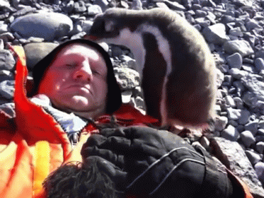 You'Ve Got A Little Something On Your Head GIF - Penguin Chick Baby GIFs