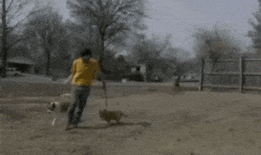 a man in a yellow shirt is walking two dogs in a dirt field .