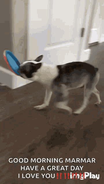 a dog is playing with a frisbee in its mouth and says good morning marmar have a great day i love you .
