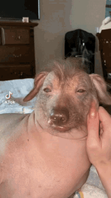 Shaggy Dog Ugly Disgusting Russian Pogger GIF