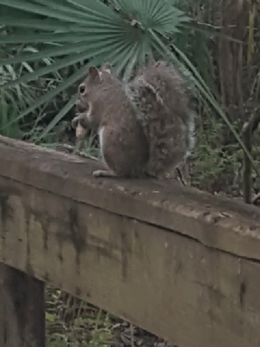 Squirrel Nut GIF - Squirrel Nut Eat GIFs