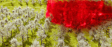 an aerial view of a field of trees with white flowers and a red explosion in the middle .