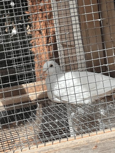 a white pigeon is sitting in a cage with a fence around it