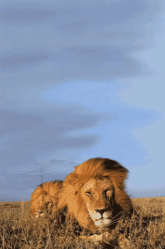two lions are laying down in the grass with a blue sky in the background