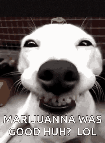 a white dog is smiling with the words marijuana was good huh lol below it