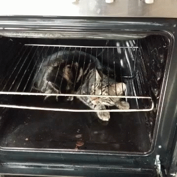 Cat Oven GIF - Cat Oven GIFs
